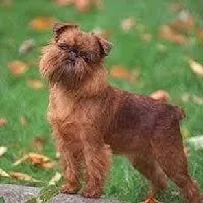 Broodle Griffon (Designer Dog)