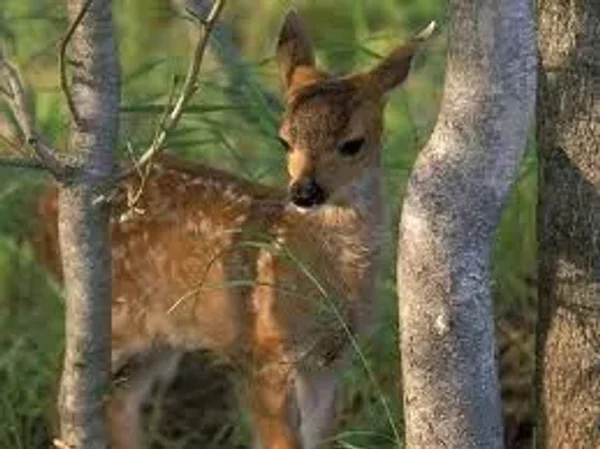 Deer Admirer
