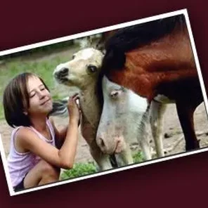 Miniature Horse Association of Australia