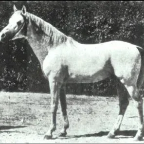 BARQUILLO