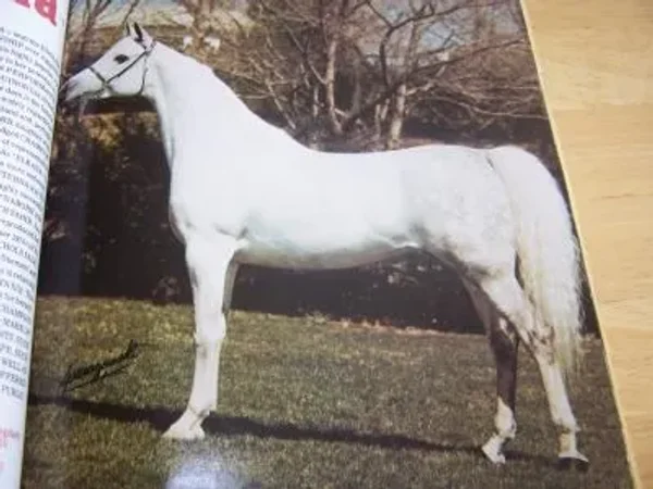 *Elkana US National Champion Mare.