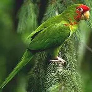 Mitred Conure