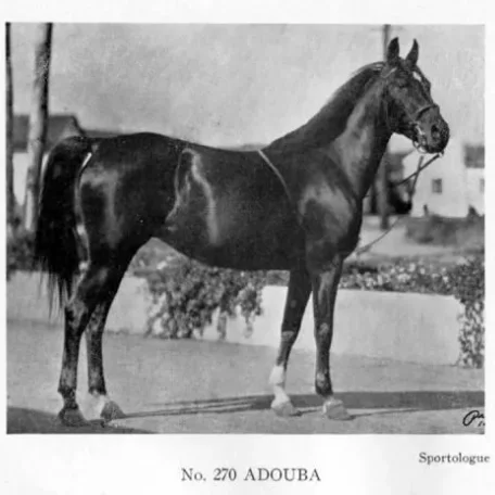 Adouba