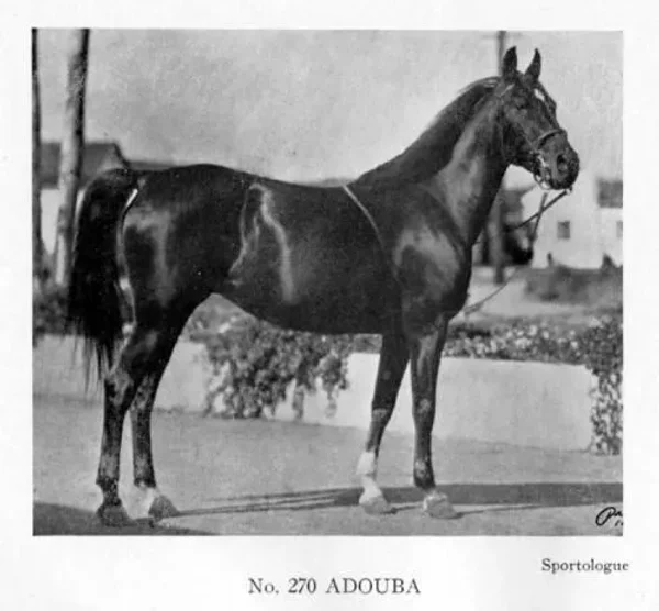 Adouba