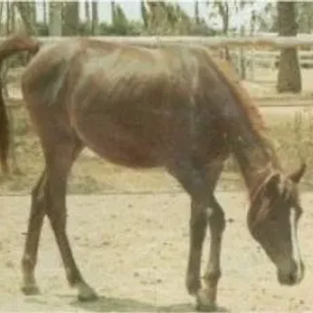 MAHIBA