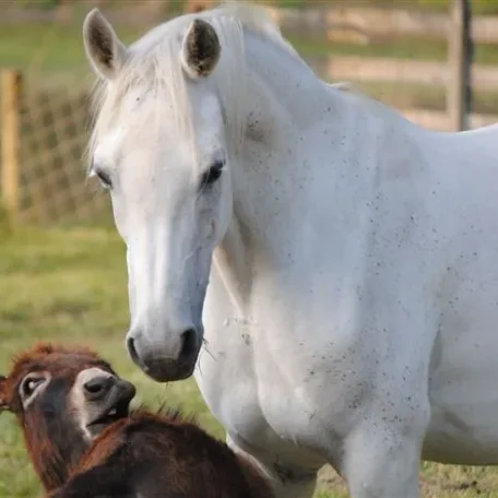 Starr with her donkey friend.