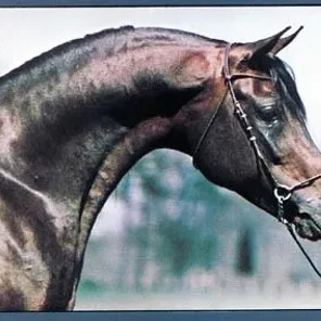SERR PASHA