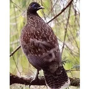 Sclater's Monal