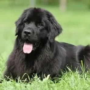 Newfoundland
