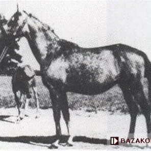Penza