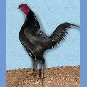 Australian Pit Fowl