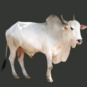 Ongole