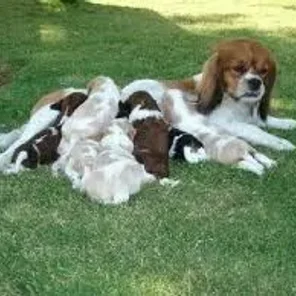 Pekalier (Designer Dog)