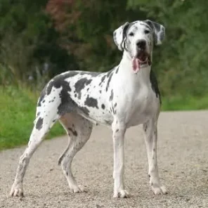 World’s Best Guard Dog Breeds - Part I