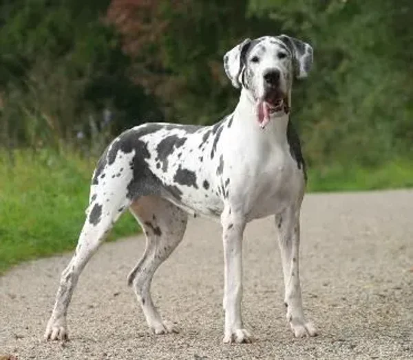 What comes to mind when you hear the term “guard dog” Do you immediately picture a monstrous, muscular animal with massive slavering jaws and a bone-chilling, deep-voiced bark