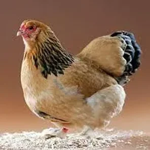 Buff Brahma
