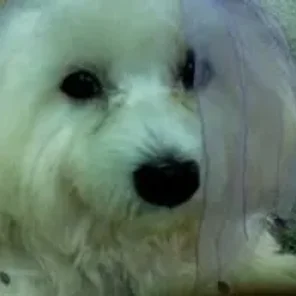 Skypoo (Designer Dog)