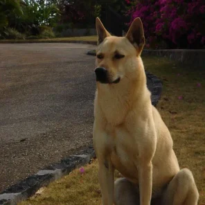 Canaan Dog