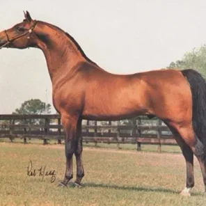 Ivanhoe Tsultan