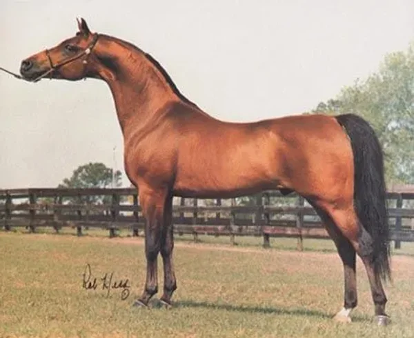 Ivanhoe Tsultan