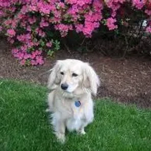 Golden Dox (Designer Dog)