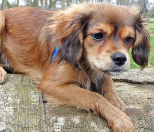 Cavapom