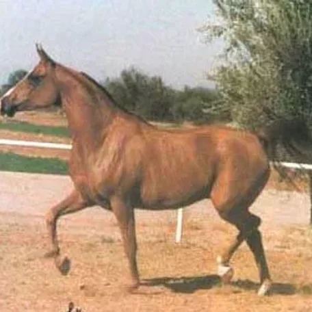 *Arkala