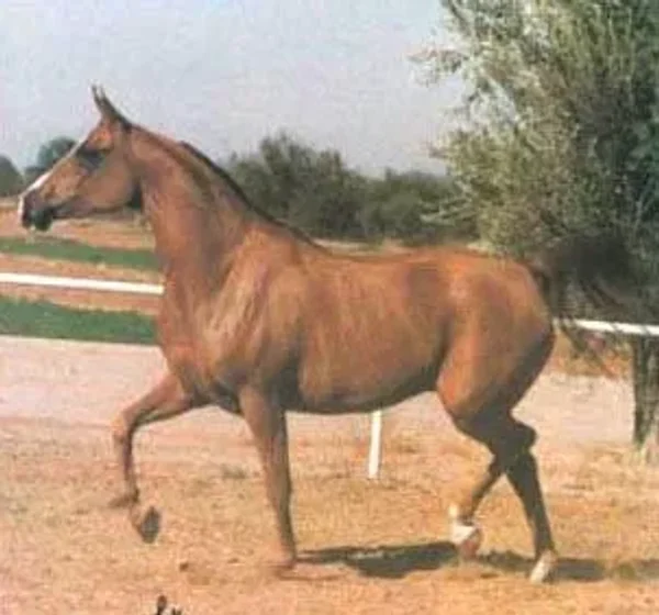*Arkala