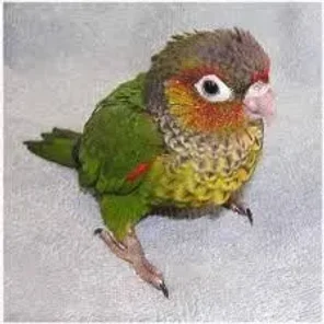 Black-capped Conure