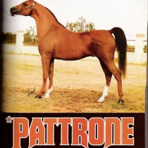 Pattrone