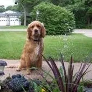Golden Cocker Retriever (Designer Dog)