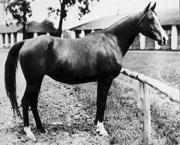 Elegantka