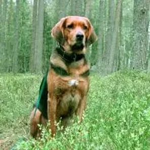 Polish Hound