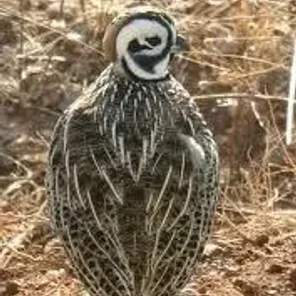 Ocellated Quail