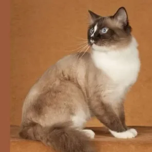 Ragdoll