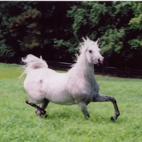 TA Jihana Bey at Luxemere Arabians