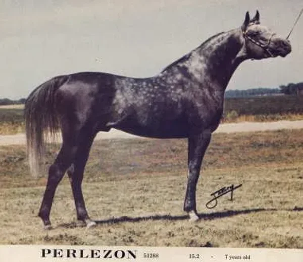 PERLEZON