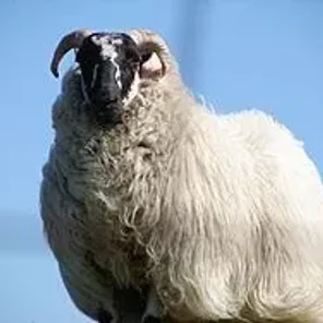 Scottish Blackface