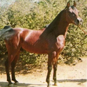 BASK ABTAL