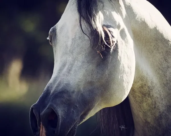 Om El Al Azeem (Al Lahab × Om El Beneera) 2010 US Reserve National Champion Stallion.