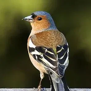 Finch
