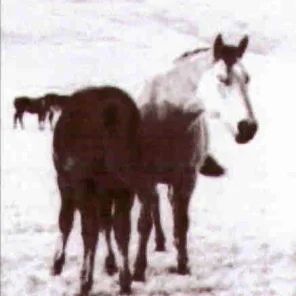 Shirley Hunt