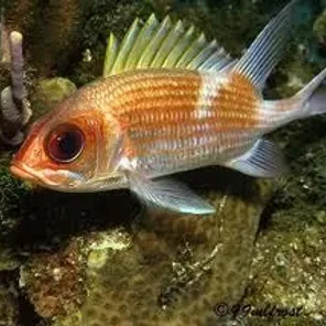 Squirrelfish