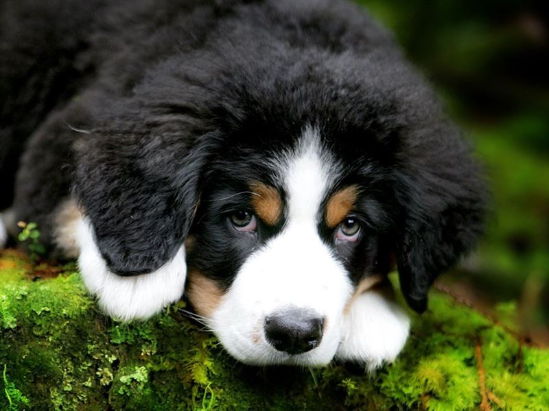 Bernese Mountain Dog