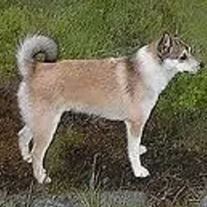 Norwegian Lundehund
