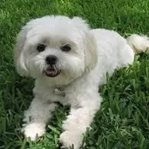 Lhatese (Designer Dog)