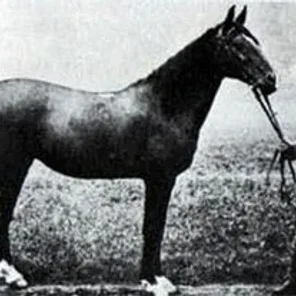 Meshura
