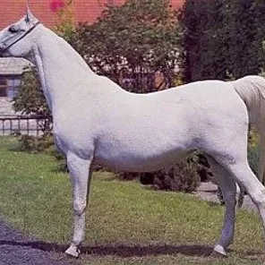 Etola