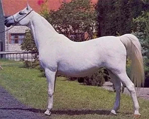 Etola