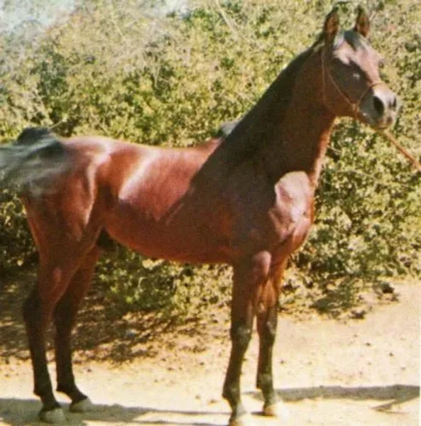 BASK ABTAL